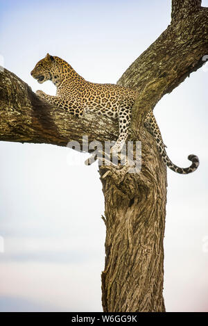 Leopard (Panthera pardus), der im Ndutu-Gebiet des Ngorongoro Crater Conservation Area auf der Serengeti-Ebene ruht; Tansania Stockfoto