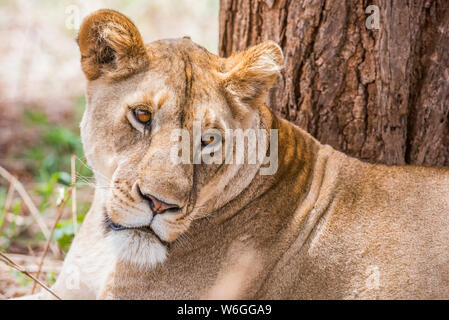 Nahaufnahme der Löwenweibin (Panthera leo), die in der Nähe des Baumes im Tarangire National Park in Tansania ruhte Stockfoto