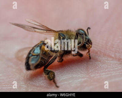 Tote Biene auf der menschlichen Hand, zeigt Honey Bee Sterblichkeit Stockfoto