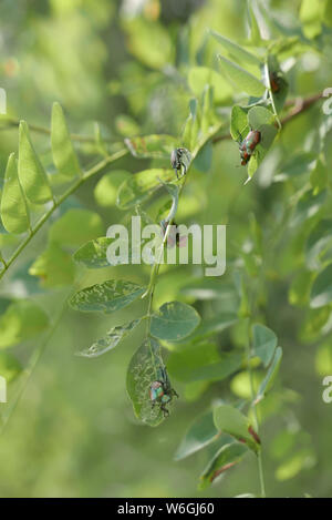 Popillia japonica oder Hitch Hiker, japanische Käfer Paaren auf einem Baum Stockfoto