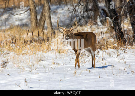 Weißschwanzhirsch (Odocoileus virginianus) Buck, der in einem verschneiten Feld läuft; Denver, Colorado, Vereinigte Staaten von Amerika Stockfoto