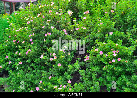 Blühende Sorte strauchigen cinquefoil (Dasiphora fruticosa 'Lovely Pink') im Garten mit rosa Blumen - natürliche Sommer Hintergrund. Dekorative Pflanzen in Stockfoto