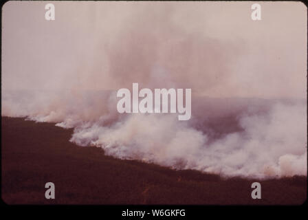 Waldbrand in die Everglades, Collier County. Brände sind relativ häufig in den Everglades in den trockenen Jahreszeiten oder trockenen Jahren. 1973 WAR NICHT TROCKEN, ABER, UND ES WURDE BERICHTET, DASS DER ZUSTAND WAR VERURSACHT DURCH ENTWÄSSERUNG DER FLÄCHEN FÜR DIE GEWERBLICHE ENTWICKLUNG Stockfoto