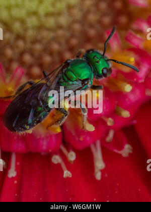 In der Nähe einer metallischen Halictidae wilde Biene (Schweiß Biene) auf einem roten Gerbera Blume Stockfoto