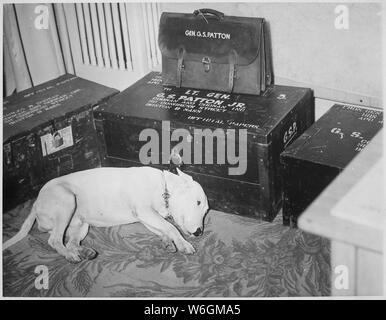 Treuer Freund trauert um amerikanischen Helden. Zusammen mit den vielen Millionen der amerikanischen Helden zu trauern, General George S. Patton, Jr., seinen Hund Willie, pet Bull Terrier des Generals. Bad Nauheim, Deutschland. Internationale Nachrichten Fotos., 01/1946; Allgemeine Hinweise: Verwenden Sie Krieg und Konflikt Nummer 754 bei der Bestellung eine Reproduktion oder Anforderung von Informationen zu diesem Bild. Stockfoto