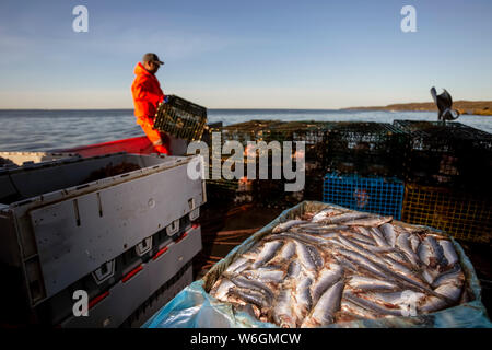 Hummerfischer mit Hering bait. Digby Neck, Bucht von Fundy, Nova Scotia, Kanada Stockfoto