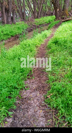 Vertikale rahmen Wanderweg und schmal Stream durch Gräser und Bäume im Wald umgeben Stockfoto