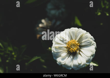 Zinnia elegans, bekannt als Jugend- und Alters-, gemeinsame zinnia Zinnia oder elegant, eine jährliche blühende Pflanzen der Gattung Zinnia, ist einer der bekanntesten Zinni Stockfoto