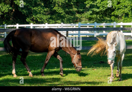 Im Fahrerlager Stockfoto