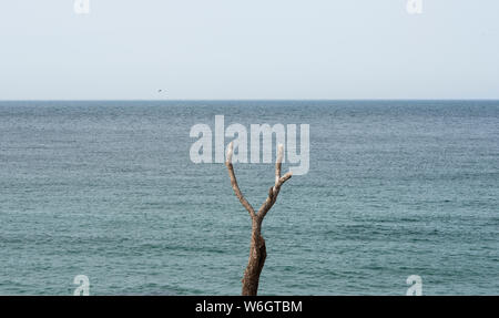 Meerblick von Barnoon Friedhof, mit toten Baum im Vordergrund. Stockfoto