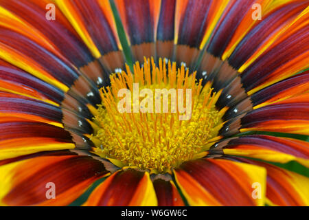 Gazania Splendens, Daybreak Red Stripe Stockfoto