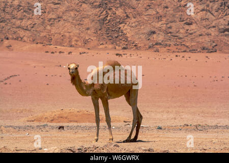 Ein Höcker Dromedar Kamel (camelus dromedarius) in der Wüste Sinai, Ägypten Stockfoto