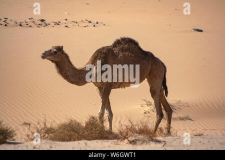 Ein Höcker Dromedar Kamel (camelus dromedarius) in der Wüste Sinai, Ägypten Stockfoto