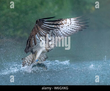 Osprey 2 aa-Angeln Stockfoto