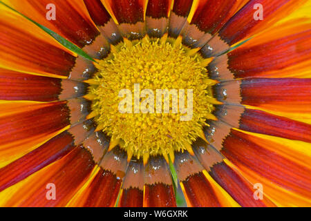 Gazania Splendens, Daybreak Red Stripe Stockfoto