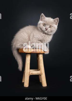 Flauschige lilac Britisch Kurzhaar Katze Katze, sitzend/Festlegung Seite weisen auf hölzernen Schemel. Auf Kamera mit noch in der Entwicklung. Isoliert auf Stockfoto
