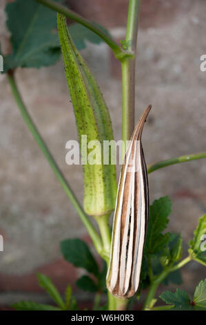 Okra (Abelmoschus esculentus) ist für seine essbare grüne Samenkapseln bewertet. Stockfoto