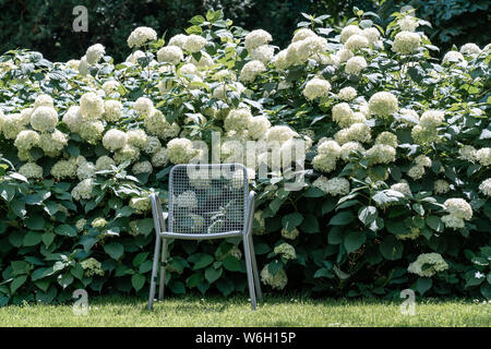 Ein Stuhl, der auf einer Wiese vor der weiß blühenden Büschen Gefüllte Schneeball (viburnum) Stockfoto