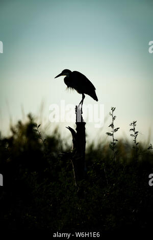 Schwarzkopf-Reiher (Ardea melanocephala) steht auf stumpf in Silhouette, Serengeti; Tansania Stockfoto