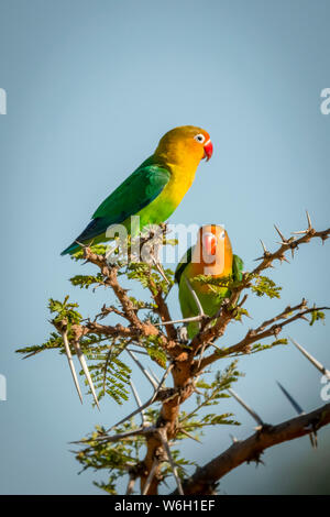 Zwei Fischer lovebirds (Agapornis Fischeri) in Thorn Tree gehockt, Serengeti, Tansania Stockfoto