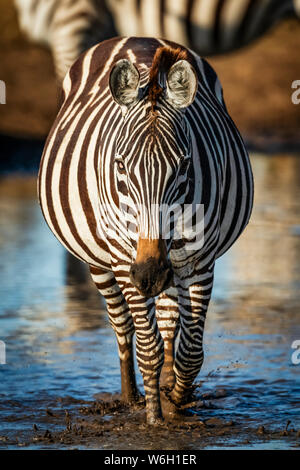 Plains Zebra (Equus quagga) geht durch Pfütze in Richtung Kamera, Serengeti; Tansania Stockfoto