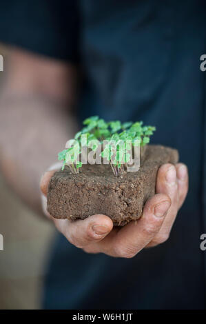 Eine Hand hält junger Trieb Pflanzen, wächst aus einem Klumpen Erde Stockfoto