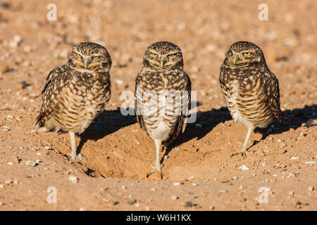 Drei Grabens der Eulen (Athene cunicularia), die jeweils auf einem Bein stehen, am Eingang zu ihrer Höhle; Casa Grande, Arizona, Vereinigte Staaten von Amerika Stockfoto