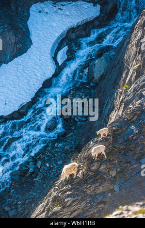 Eine Bergziege (Oreamnos americanus) Familie auf Klippen mit einem Wasserfall im Hintergrund in Kenai Fjords National Park an einem sonnigen Sommertag Stockfoto