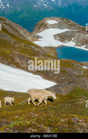 Eine Bergziege (Oreamnos americanus) Familie mit einem namenlosen Kessel Teich im Hintergrund Kenai Fjords National Park an einem sonnigen Sommertag Stockfoto