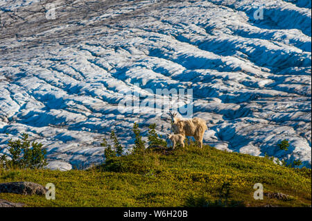 Eine Familie aus Bergziegen (Oreamnos americanus), die bei einem sonnigen Sommerurlaub im Kenai Fjords National Park auf der Tundra mit dem Exit Glacier... Stockfoto