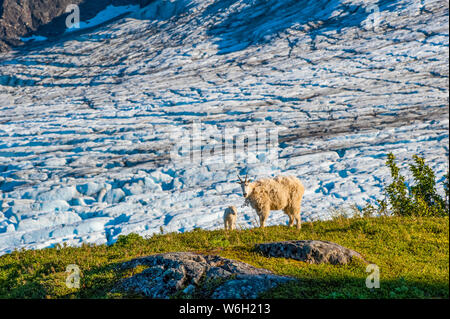 Eine Familie aus Bergziegen (Oreamnos americanus), die bei einem sonnigen Sommerurlaub im Kenai Fjords National Park auf der Tundra mit dem Exit Glacier... Stockfoto