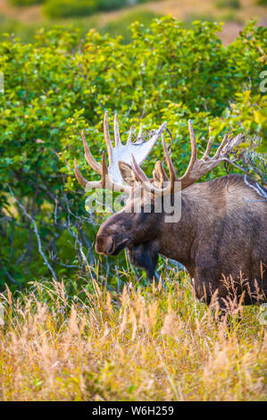 Eine Nahaufnahme eines Stiers Elche (Alces alces), der in der Nähe des Powerline Passes im Chugach State Park, in der Nähe von Anchorage im... Stockfoto