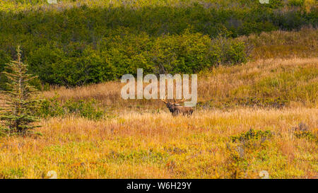 Großer Stier Elch (Alces alces), der in der Nähe des Powerline Passes im Chugach State Park, in der Nähe von Anchorage in Süd-Zentral-Alaska auf einem... Stockfoto