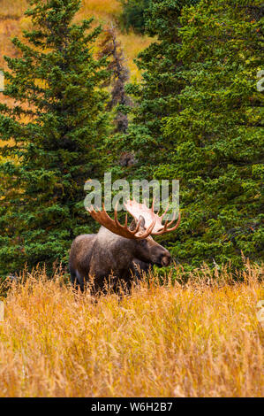 Großer Stier Elch (Alces alces), der in der Nähe des Powerline Passes im Chugach State Park, in der Nähe von Anchorage in Süd-Zentral-Alaska auf einem... Stockfoto