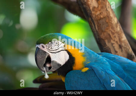 Bunte roten, gelben und blauen Aras im Atlantischen Regenwald Biome Stockfoto