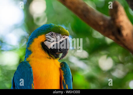 Bunte roten, gelben und blauen Aras im Atlantischen Regenwald Biome Stockfoto