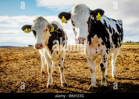 Zwei junge Holsteinkühe schauten neugierig auf die Kamera, während sie in einem Corral mit Identifikationsschildern in den Ohren auf einem robotischen Milchviehbetrieb standen, ... Stockfoto