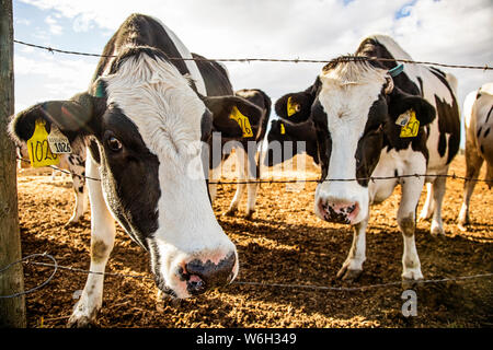 Zwei Holstein-Milchkühe schauten neugierig auf die Kamera, während sie in einem Corral mit Identifikationsschildern in den Ohren auf einem robotischen Milchviehbetrieb standen, ... Stockfoto