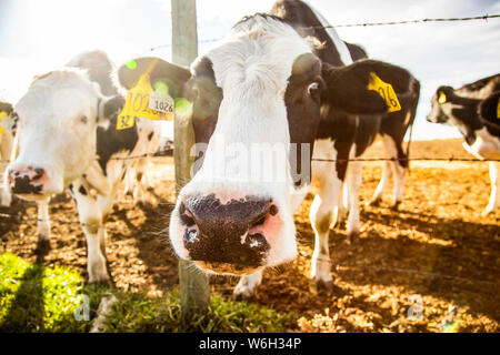 Zwei Holstein-Kühe, die an einem Stacheldrahtzaun stehen und neugierig auf die Kamera mit Identifikationsschildern in den Ohren eines robotischen Milchviehbetriebs blicken, noch... Stockfoto