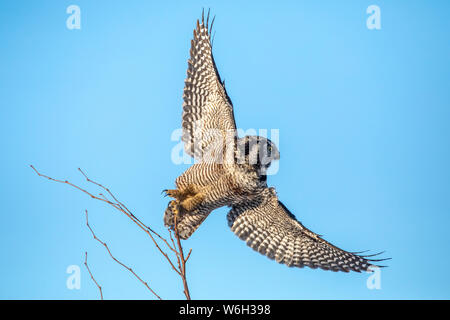 Northern Hawk Owl (Surnia ulula), bekannt dafür, auf dem höchstmöglichen Barsch zu sitzen, während sie nach Beute wie Wühlmäusen Ausschau halten, die sich darunter bewegen. Dieses hier ist ta ... Stockfoto