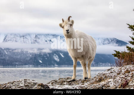 Dall Schaf Schaf (Ovis dalli) auf den felsigen Hügel mit Blick auf den Turnagain Arm und in der Nähe der Seward Highway an MP 107 im Winter mit Schnee Stockfoto