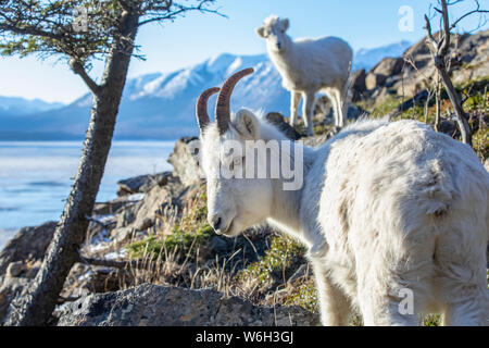 Dall Schafe Mutterschafe und Lamm (Ovis dalli) zusammen auf einem Hügel mit Blick auf Turnagain Arm und die Kenai Mountains in Süd-Zentral-Alaska, ca. 10 Mio. ... Stockfoto