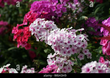 Mehrfarbige phlox auf dem Foto. Phlox paniculata, Herbst Phlox, Garten Phlox, mehrjährig Phlox. Fragment einer Sommer Garten in voller Blüte. Stockfoto