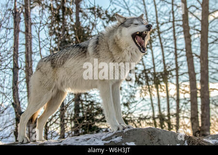 Ein grauer Wolf (Canis lupus) Weibchen gähnt, während er ein gutes Wolfsprofil zeigt, gefangen im Alaska Wildlife Conservation Center, Süd-Zentral Alaska ... Stockfoto