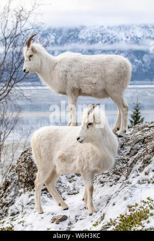 Dall Sheep ewes (Ovis dalli) zusammen auf einem felsigen Hügel mit Blick auf Turnagain Arm und in der Nähe des Seward Highway bei MP 107 im Winter mit kaum... Stockfoto