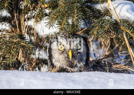 Die Habichtskauze (Surnia ulula) hat gerade eine Wühlmaus getötet und ist dabei, zu einem Barsch zurückzufliegen, um sie zu konsumieren. Grassstück wurde aus der... Stockfoto