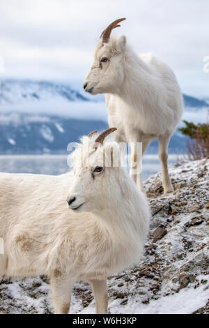 Dall Sheep ewes (Ovis dalli) zusammen auf einem felsigen Hügel mit Blick auf Turnagain Arm und in der Nähe des Seward Highway bei MP 107 im Winter mit kaum... Stockfoto