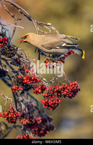 Bohemian waxwing (Bombycilla garrulus) Vogel essen eine Beere von einem Berg Esche, Anchorage, Alaska, Vereinigte Staaten von Amerika Stockfoto