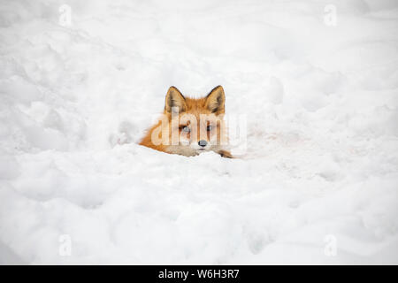 Rotfuchs (Vulpes vulpes) durchzieht im Winter die Campbell Creek Gegend auf der Suche nach Nagetieren und anderem Futter. Fox wird gezeigt, aus einem Loch, das ... Stockfoto