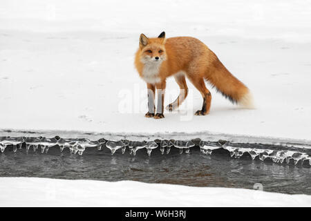 Red Fox (Vulpes vulpes) auf Schnee in den Campbell Creek Gegend im Winter für Nagetiere und andere Lebensmittel, South-central Alaska suchen Stockfoto